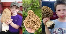 Morel Spore di Funghi in Sacco
