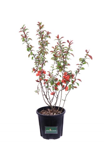 Pianta chaenomeles cotogno - pianta,