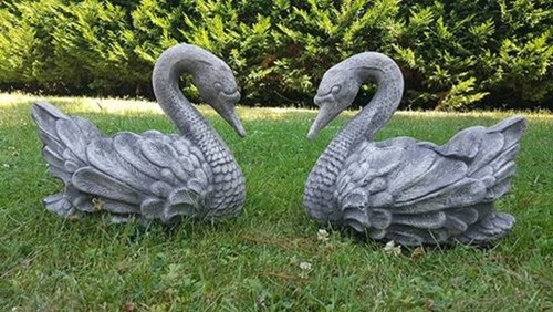 Coppia cigni cignetti - coppia,