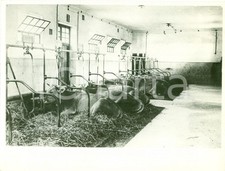 1934 SAN VITO DEI NORMANNI (BR) Nuove mangiatoie FIMA in una stalla moderna FOTO