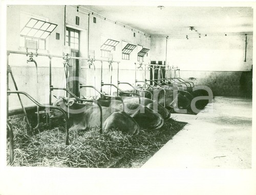 1934 san vito dei normanni - san,
