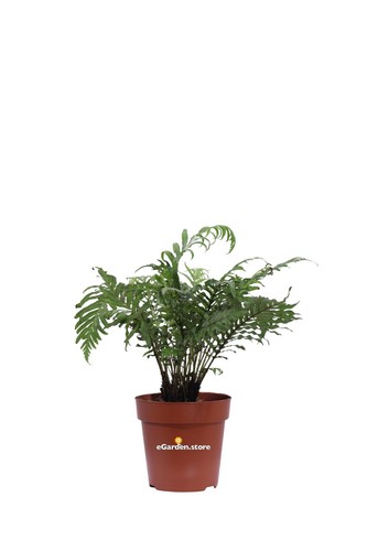 Pianta felce blechnum - pianta,