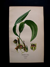 1896.Edward STEP:ASPIDISTRA LURIDA.ORIG.BOTANICAL PRINT