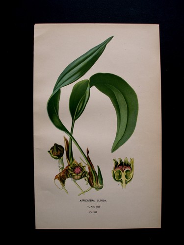 1896 edward step - 1896.edward, step:aspidistra