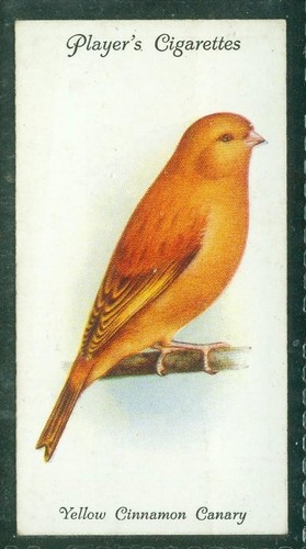 Bird card 006 1933 - card,,