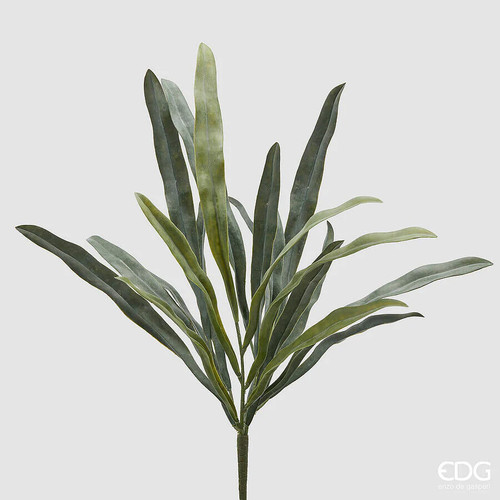 Edg enzo gasperi pianta - edg,