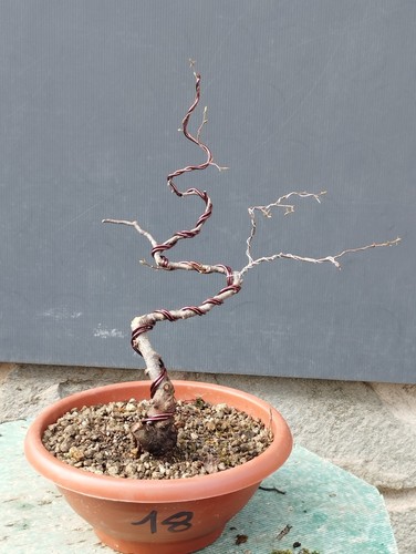Bonsai olmo campestre - olmo,