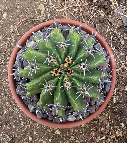 Ferocactus horridus - ferocactus,