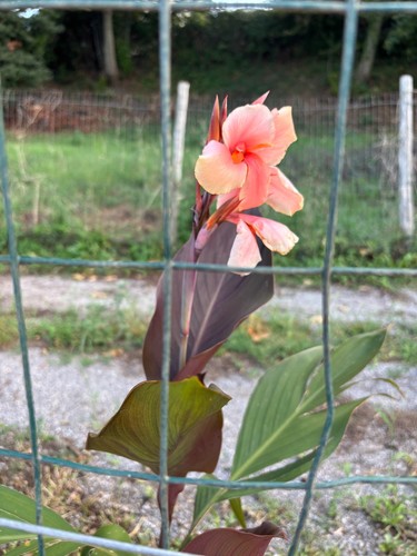 Pianta canna indica cannova - indica, "cannova