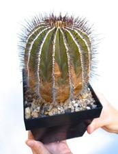 Uebelmannia pseudopectinifera