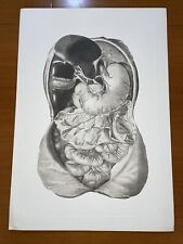 Litografia organi interni, Anatomia Umana (origine sconosciuta)