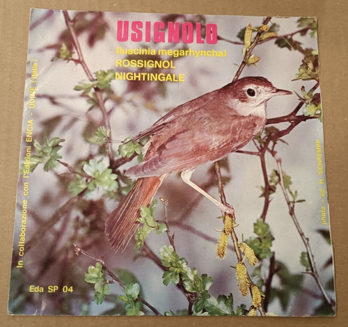 Usignolo luscinia megarhyncha - luscinia,