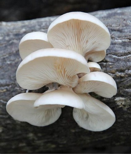 Pleurotus abalonus abalone - pleurotus,