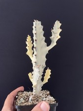 RARE! Cactus Blanc Lactéa