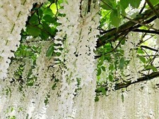 5 SEMI di GLICINE BIANCO