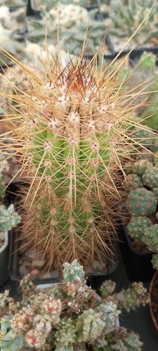 Tricho ibrido - tricho., ibrido.