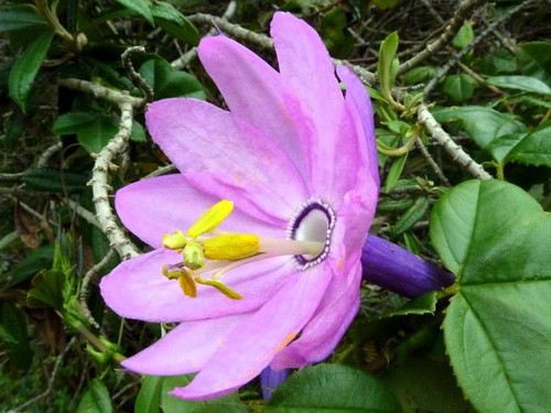 Semi passiflora - 10, di