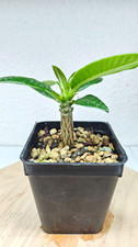 Pachypodium