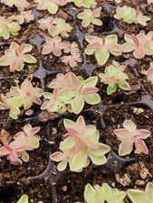 Pinguicula Estrellita Live