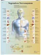 – Laminato Sistema Nervoso