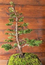 Bonsai di Cipresso Hinoki