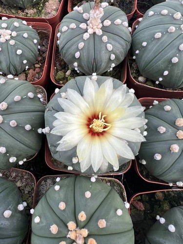Pezzi cm raro cactus - pezzi,