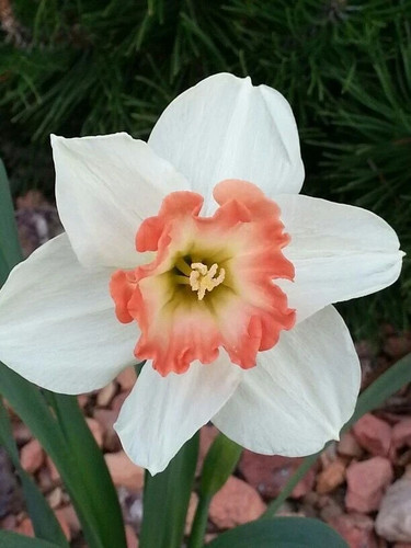 Narcisi bianco rosso - narcisi,