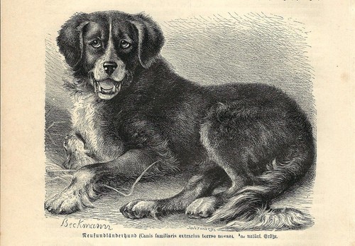 Stampa antica cane terranova - stampa,