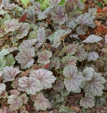 Goccellino viola dales strain - goccellino,