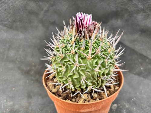 ECHINOFOSSULOCACTUS