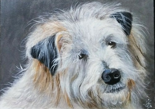Cane avanese originale - cane,