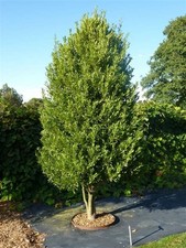 Laurus nobilis alloro - nobilis",