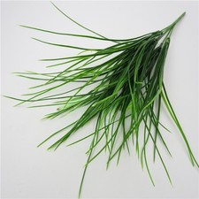 Calendula Officinalis Pianta