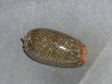 OLIVA ELEGANS WONDERFUL