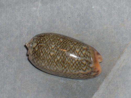 Oliva elegans wonderful - elegans,