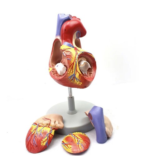 Modello cuore umano - di,