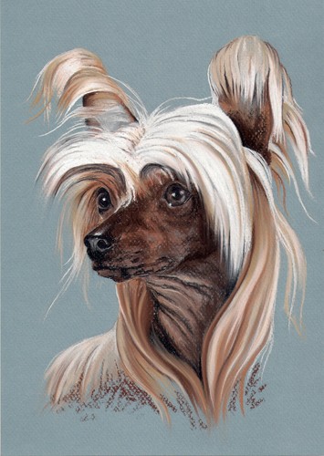 Cane crestato cinese senza - crestato, *