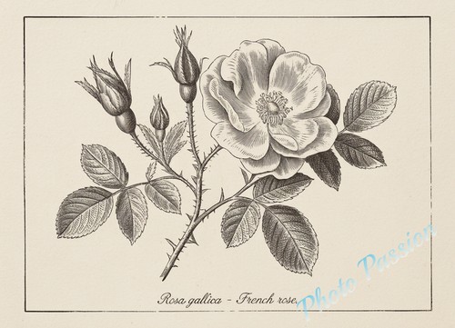 Fotografica tavola botanica - fotografica,