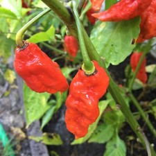 10+ Dorset Naga Pepper seeds