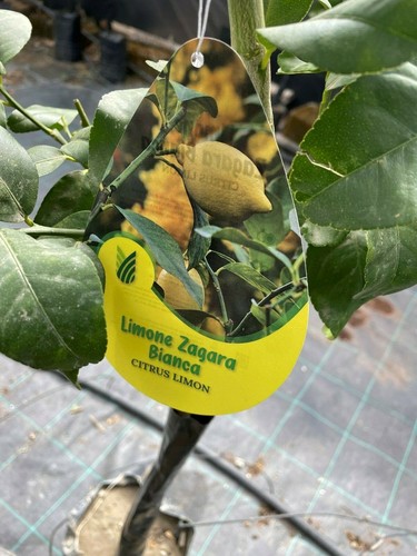 Limone zagara bianca - limone, cm