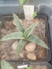 Agave parryi subsp