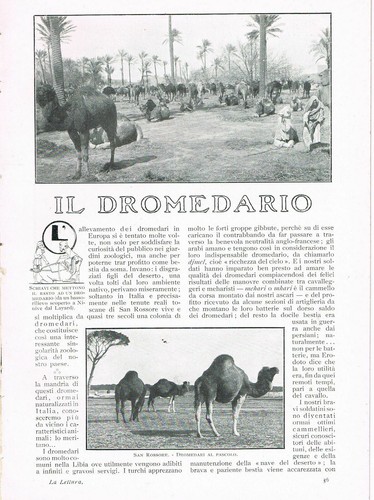 Frio pisa il dromedario - -,