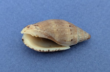 Lyria pauljohnsoni 30,4 mm f++ Madagascar " Spécimen rare "