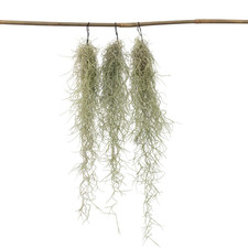 3 Muschio Spagnolo Tillandsia