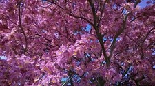 Tabebuia rosea, Lapacho