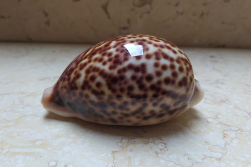 Cypraea pantherina 100 2mm - cypraea,