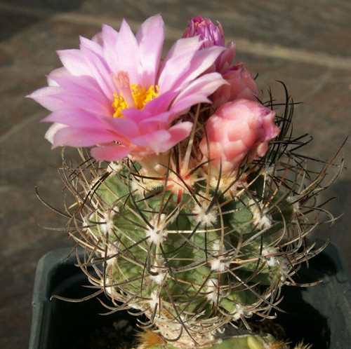 Sclerocactus glaucus 3 0 - sclerocactus, 29.3.0
