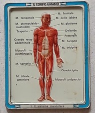 Placca metallo IL CORPO UMANO