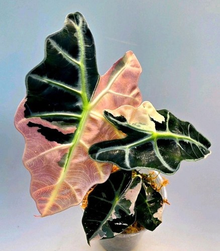 Alocasia amazonica rosa - alocasia,