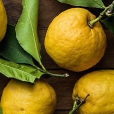 Pianta di Limone Pane in vaso